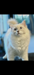 Lost Male Cat last seen Beach Ave and Mildred, Los Angeles, CA 90291