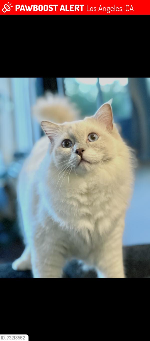 Lost Male Cat last seen Beach Ave and Mildred, Los Angeles, CA 90291