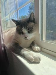 Lost Female Cat last seen Norris drive, Sparks, NV 89434