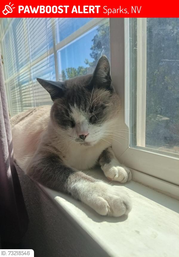 Lost Female Cat last seen Norris drive, Sparks, NV 89434