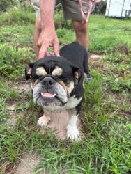 Reunited Female Dog last seen Country Club and Dania Circle, Lehigh Acres, FL 33936