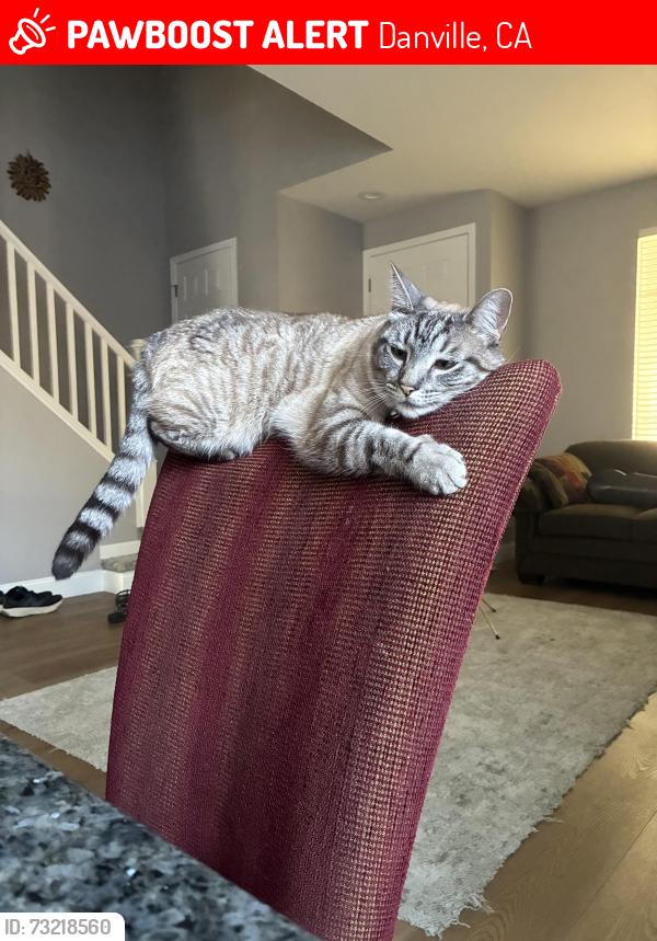 Lost Male Cat last seen Lawrence / Gerbera area, Danville, CA 94506