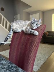 Lost Male Cat last seen Lawrence / Gerbera area, Danville, CA 94506