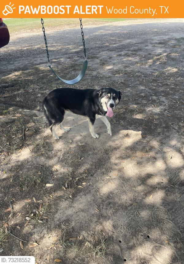 Found/Stray Female Dog last seen CR 1970 and CR 1987, Wood County, TX 75497