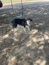 Found/Stray Female Dog last seen CR 1970 and CR 1987, Wood County, TX 75497