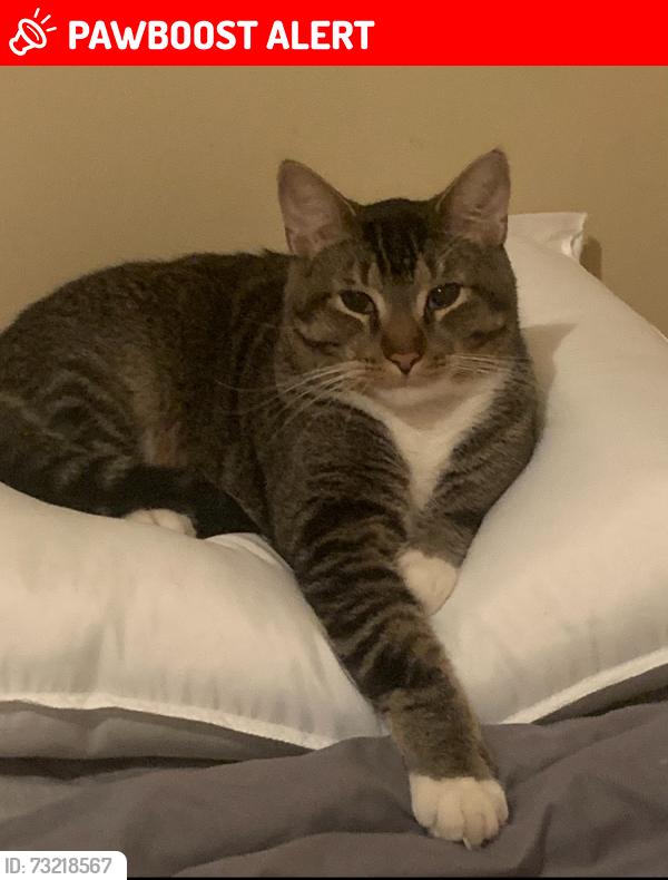 Lost Male Cat last seen Salaberry nord, Châteauguay, QC J6J 1A3