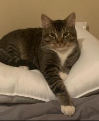 Lost Male Cat last seen Salaberry nord, Châteauguay, QC J6J 1A3