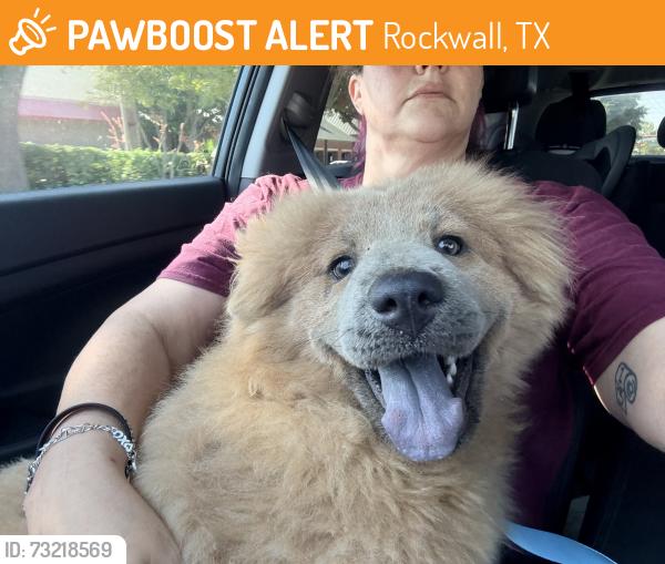 Found/Stray Female Dog last seen Ridge road by VCA animal hosp, Rockwall, TX 75032
