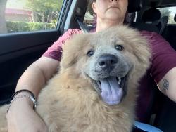 Found/Stray Female Dog last seen Ridge road by VCA animal hosp, Rockwall, TX 75032
