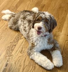 Lost Female Dog last seen Near River road, Chesterfield, VA 23838