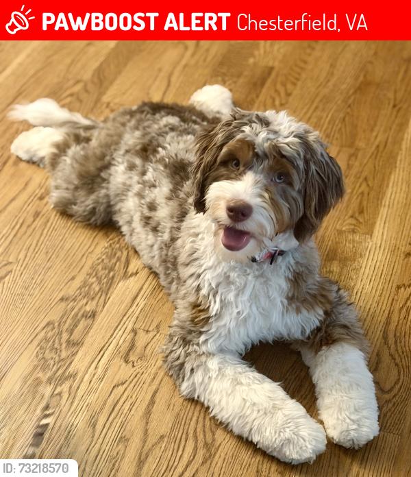 Lost Female Dog last seen Near River road, Chesterfield, VA 23838