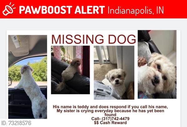 Lost Male Dog last seen Moller road, georgtown, 59th street, Indianapolis, IN 46254