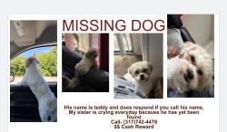 Lost Male Dog last seen Moller road, georgtown, 59th street, Indianapolis, IN 46254