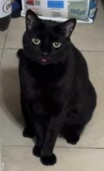 Reunited Female Cat last seen Winnsboro St, Henderson, NV 89074, USA, Henderson, NV 89074