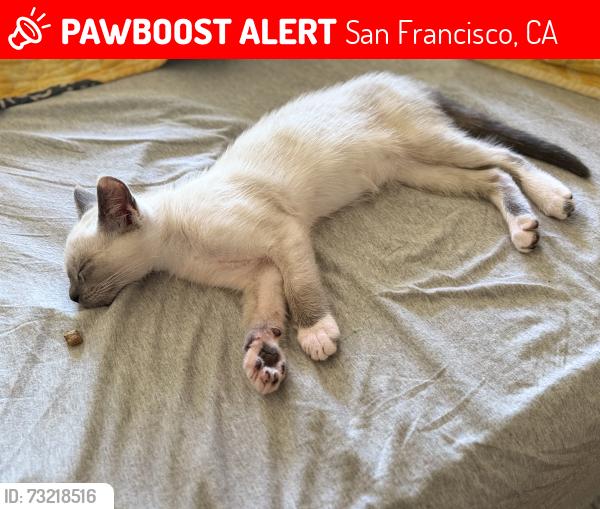Lost Female Cat last seen Filbert&Steiner, San Francisco, CA 94123