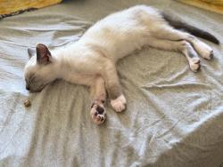 Lost Female Cat last seen Filbert&Steiner, San Francisco, CA 94123