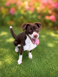 Shelter Stray Female Dog last seen LA, 410 Dugas Rd, Lafayette, LA 70507, USA