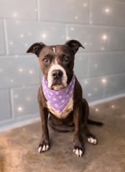Shelter Stray Female Dog last seen LA, 410 Dugas Rd, Lafayette, LA 70507, USA