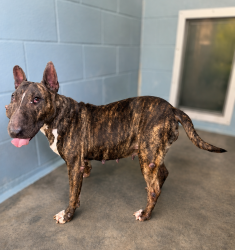 Shelter Stray Female Dog last seen Near Martin Oaks Drive, LAFAYETTE, LA, 70501, 410 Dugas Rd, Lafayette, LA 70507, USA