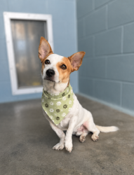Shelter Stray Male Dog last seen Near Short Street, LAFAYETTE, LA, 70501, 410 Dugas Rd, Lafayette, LA 70507, USA