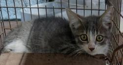 Shelter Stray Male Cat last seen Near Park Avenue, LAFAYETTE, LA, 70501, 410 Dugas Rd, Lafayette, LA 70507, USA