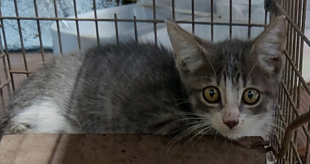 Shelter Stray Male Cat last seen Near Park Avenue, LAFAYETTE, LA, 70501, 410 Dugas Rd, Lafayette, LA 70507, USA