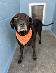 Shelter Stray Female Dog last seen Near Short Street, LAFAYETTE, LA, 70501, 410 Dugas Rd, Lafayette, LA 70507, USA