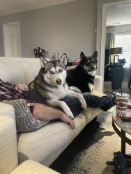 Reunited Male Dog last seen Three Oaks Drive, Arlington, TX 76016