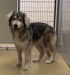 Shelter Stray Unknown Dog last seen Near 4th Avenue, Escondido, CA, 92027, Escondido, CA 92027, USA