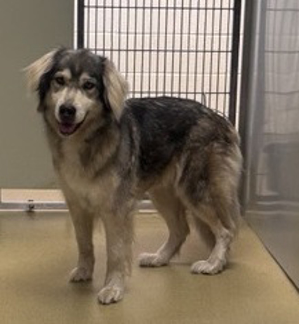 Shelter Stray Unknown Dog last seen Near 4th Avenue, Escondido, CA, 92027, Escondido, CA 92027, USA