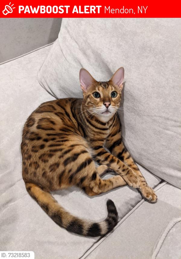 Lost Male Cat last seen Cheese Factory Road and Chamberlain Road, Mendon, NY 14472