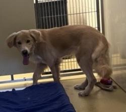 Shelter Stray Unknown Dog last seen Near 4th Avenue, Escondido, CA, 92027, Escondido, CA 92027, USA