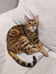 Lost Male Cat last seen Cheese Factory Road and Chamberlain Road, Mendon, NY 14472