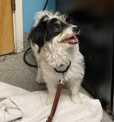 Shelter Stray Female Dog last seen Near Slverset Street, Poway, CA, 92064, Escondido, CA 92027, USA