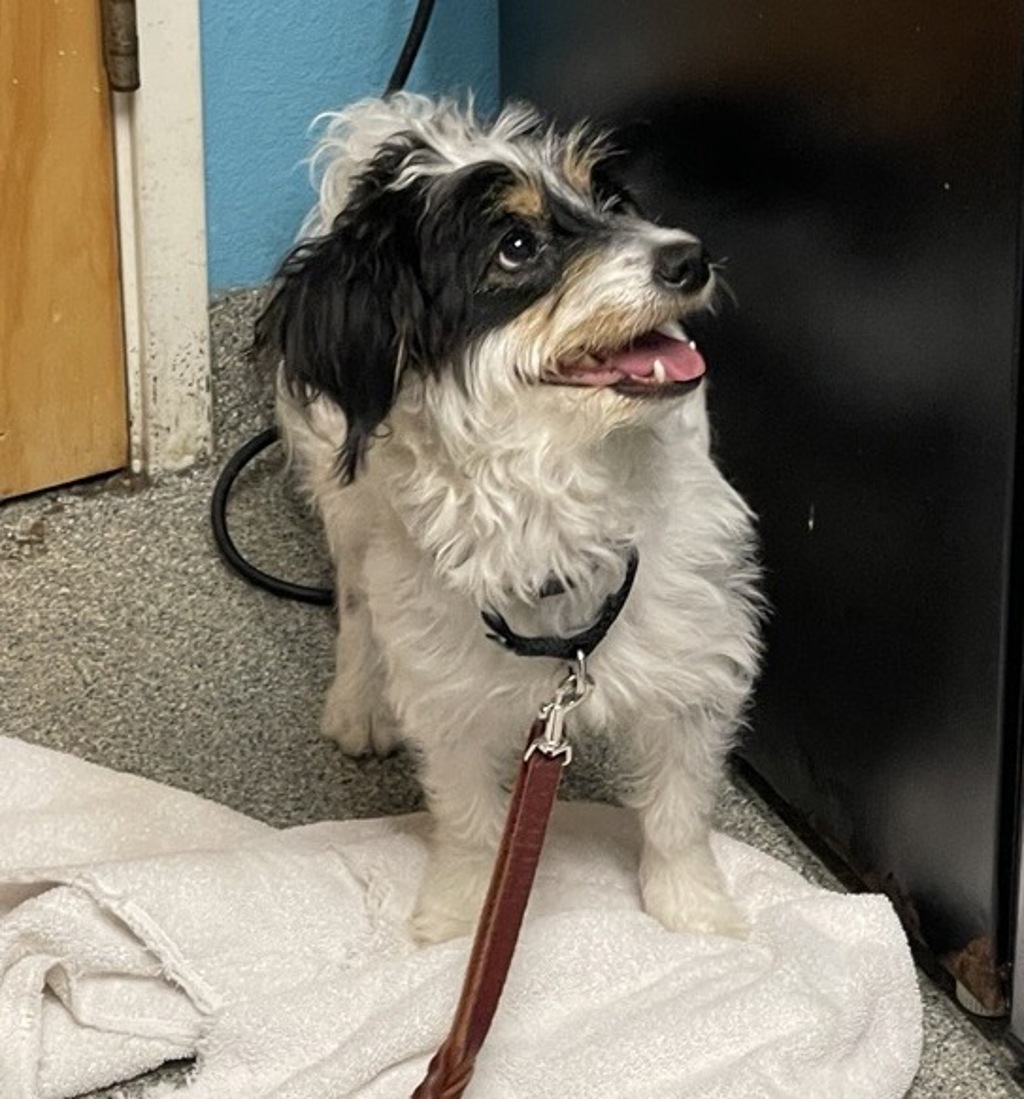 Shelter Stray Female Dog last seen Near Slverset Street, Poway, CA, 92064, Escondido, CA 92027, USA
