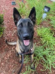 Shelter Stray Female Dog last seen Iris Avenue, Imperial Beach, CA, 91932, 5500 Gaines St, San Diego, CA 92110, USA