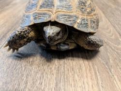Shelter Stray Unknown Reptile last seen Regents Road, San Diego, CA, 92122, 5500 Gaines St, San Diego, CA 92110, USA