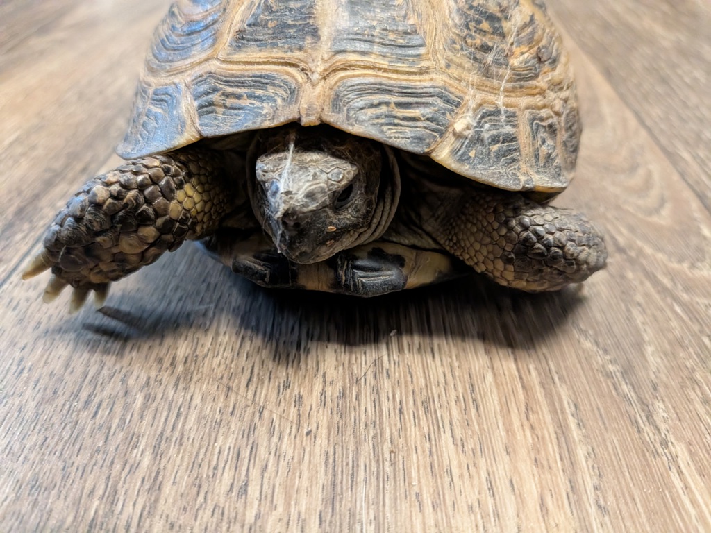 Shelter Stray Unknown Reptile last seen Regents Road, San Diego, CA, 92122, 5500 Gaines St, San Diego, CA 92110, USA