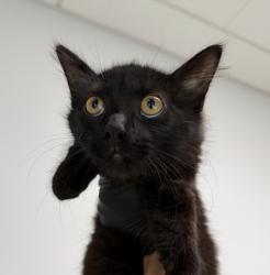Shelter Stray Female Cat last seen Morena Boulevard, San Diego, CA, 92110, 5500 Gaines St, San Diego, CA 92110, USA