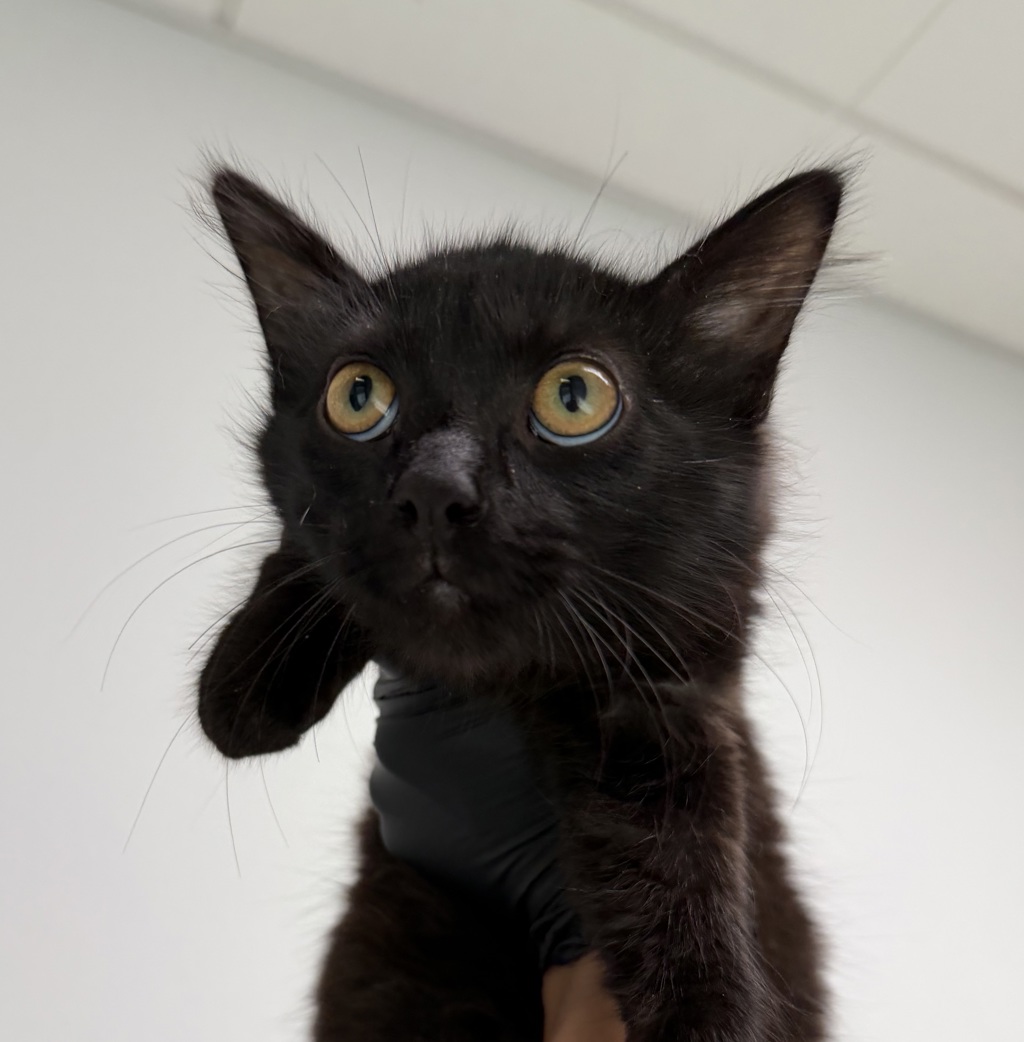 Shelter Stray Female Cat last seen Morena Boulevard, San Diego, CA, 92110, 5500 Gaines St, San Diego, CA 92110, USA
