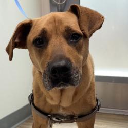 Shelter Stray Male Dog last seen Gramercy, San Diego, CA, 92123, 5500 Gaines St, San Diego, CA 92110, USA