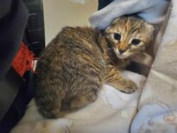 Shelter Stray Female Cat last seen Near Calle Del Palo, Oceanside, CA, 92057, Oceanside, CA 92058, USA