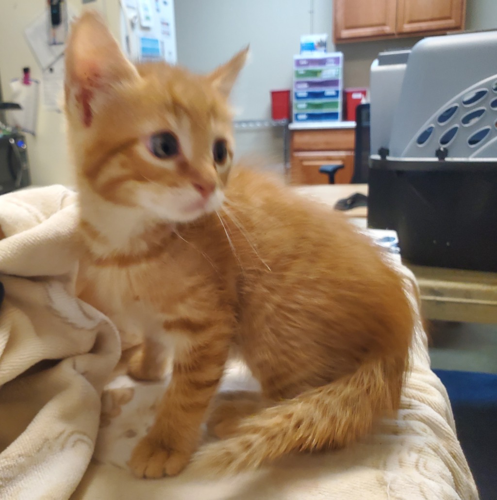 Shelter Stray Female Cat last seen Near Calle Del Palo, Oceanside, CA, 92057, Oceanside, CA 92058, USA