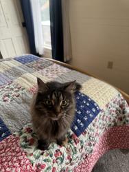 Reunited Female Cat last seen Nevadaville Rd and Central City Parkway, Central City, CO 80427