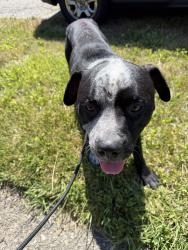 Found/Stray Male Dog last seen Outer drive and Frankfort street, Detroit, MI 48213