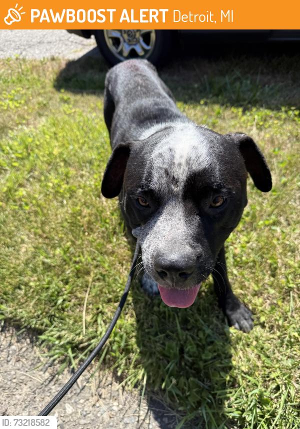 Found/Stray Male Dog last seen Outer drive and Frankfort street, Detroit, MI 48213