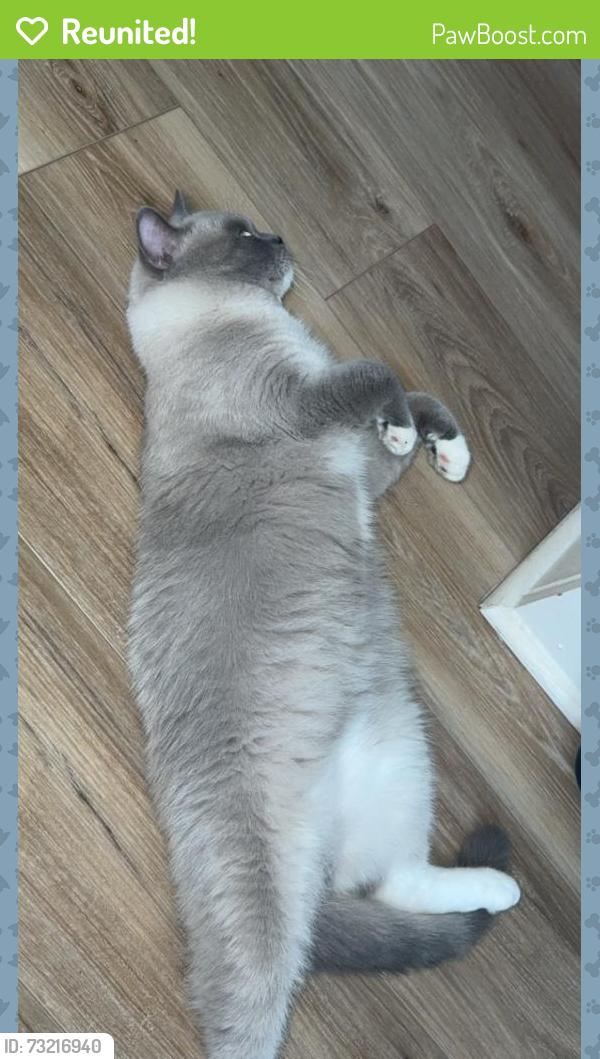 Reunited Male Cat last seen Marshland rd Greer, Greer, SC 29650