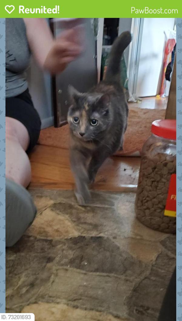 Reunited Female Cat last seen Jamieson and Hampton, St. Louis, MO 63109