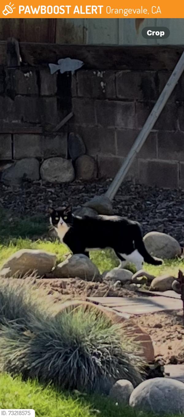 Found/Stray Unknown Cat last seen Beech, Glori Dawn, Orangevale, CA 95662