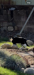 Found/Stray Unknown Cat last seen Beech, Glori Dawn, Orangevale, CA 95662